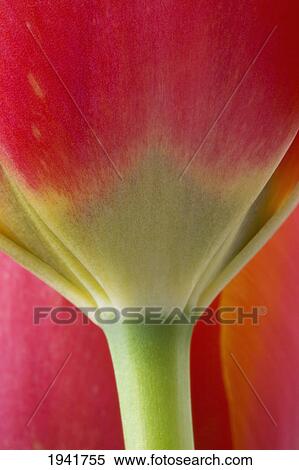 Extreme Close-Up Of Stem Of Colorful Tulip View Large Photo Image Stock Photography - Extreme Close-Up Of Stem Of Colorful Tulip. Fotosearch