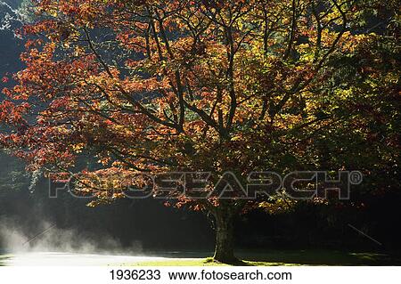 Fall Colors In Muckross Gardens In Killarney National Park; Killarney County Kerry Ireland View Large Photo Image Stock Image - Fall Colors In Muckross Gardens In Killarney National Park; Killarney County Kerry Ireland. Fotosearch