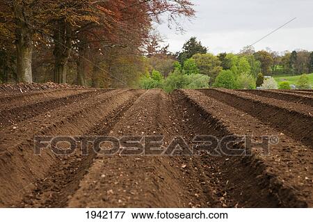 Farm Land Tilled And Ready For Planting; Perth Scotland View Large Photo Image Stock Photo - Farm Land Tilled And Ready For Planting; Perth Scotland. Fotosearch