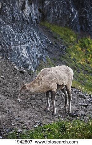 Stock Photo - Female Bighorn Sheep (Ovis Canadensis) Grazing; Jasper Alberta Canada. Fotosearch