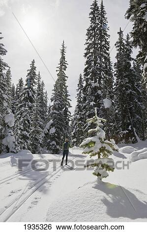 Stock Photograph - Female Cross Country Skier Skiing Along Groomed Trail; Kananaskis Country, Alberta, Canada. Fotosearch