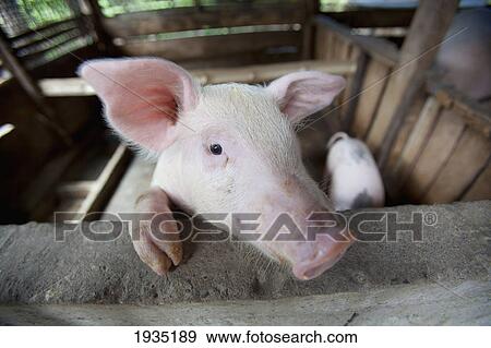Female Pig In Pen; Bais, s, Philippines View Large Photo Image Stock Photo - Female Pig In Pen; Bais, s, Philippines. Fotosearch