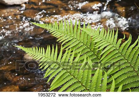 Stock Image - fern leaves over water sparkling in the sunlight; northumberland england. Fotosearch