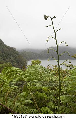 Stock Photo - Ferns Surround Water At Twin Lakes National Park; s, Philippines. Fotosearch