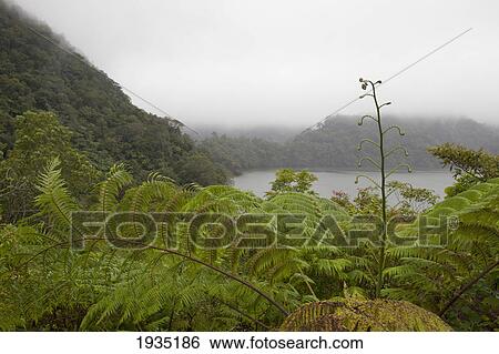 Stock Photograph - Ferns Surround Water At Twin Lakes National Park; s, Philippines. Fotosearch