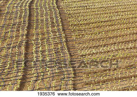 Field Of Newly Planted Lettuce Near El Morche; Nerja, Malaga Province, Spain View Large Photo Image Stock Photograph - Field Of Newly Planted Lettuce Near El Morche; Nerja, Malaga Province, Spain. Fotosearch