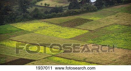 Fields In Various Shades Of Green; Bhutan View Large Photo Image Stock Image - Fields In Various Shades Of Green; Bhutan. Fotosearch