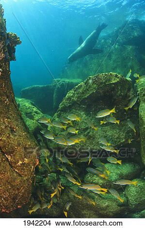 Picture - Fish And A Sea Lion In The Water At Los Islotes National Marine Park On Espiritu Santos Island Near La Paz; Baja California Mexico. Fotosearch