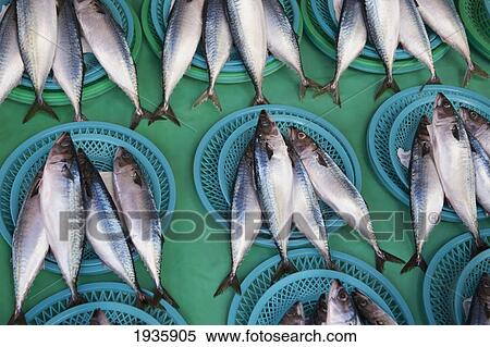 Fish Laying In Sets Of Four On Display; Busan, Korea View Large Photo Image Stock Photography - Fish Laying In Sets Of Four On Display; Busan, Korea. Fotosearch