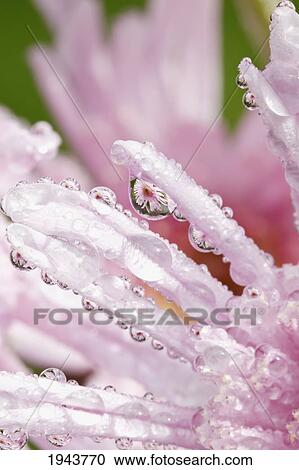 Stock Image - Flower Petals With Raindrops; Portland Oregon United States Of America. Fotosearch