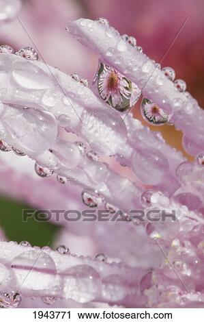 Stock Image - Flower Petals With Raindrops; Portland Oregon United States Of America. Fotosearch