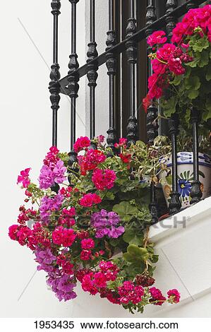 flower pots in a window; grazalema cadiz province spain View Large Photo Image Stock Photography - flower pots in a window; grazalema cadiz province spain. Fotosearch