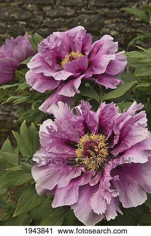 Flowers With Large Pink Petals; Thomastown County Kilkenny Ireland View Large Photo Image Stock Image - Flowers With Large Pink Petals; Thomastown County Kilkenny Ireland. Fotosearch