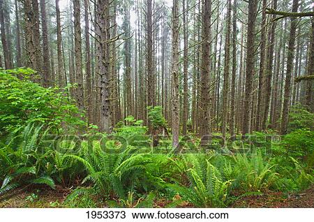 fog in the trees at shore acres state park; oregon united states of america View Large Photo Image Stock Image - fog in the trees at shore acres state park; oregon united states of america. Fotosearch