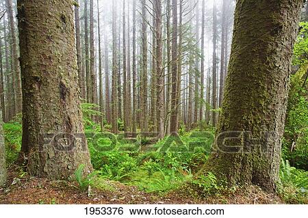 fog in the trees at shore acres state park; oregon united states of america View Large Photo Image Stock Photograph - fog in the trees at shore acres state park; oregon united states of america. Fotosearch