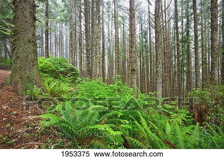 fog in the trees at shore acres state park; oregon united states of america View Large Photo Image Stock Photography - fog in the trees at shore acres state park; oregon united states of america. Fotosearch