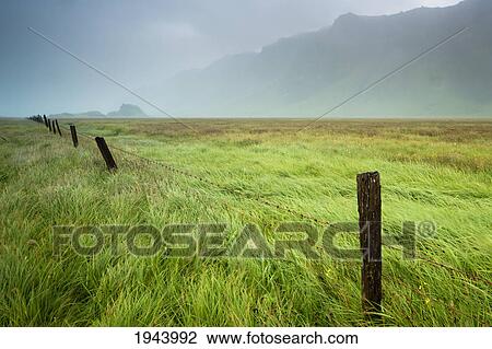 Stock Image - Fog Over A Field With Long Grass And Wooden Fence Posts With The Mountains In The Background; Iceland. Fotosearch