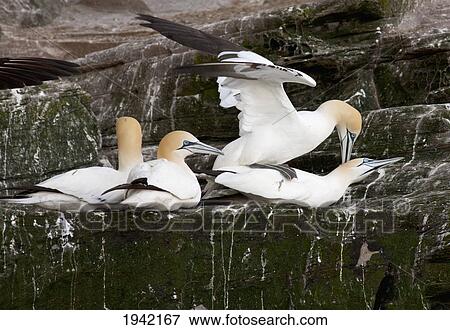 Stock Photo - Four Gannets Sitting On A Rock Ledge; Noss Scotland. Fotosearch
