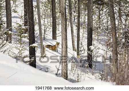 Fox In Snowy Woods; Waterton Alberta Canada View Large Photo Image Stock Photo - Fox In Snowy Woods; Waterton Alberta Canada. Fotosearch