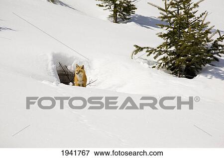 Stock Photo - Fox On A Snow Covered Hill Next To A Den Opening; Waterton Alberta Canada. Fotosearch