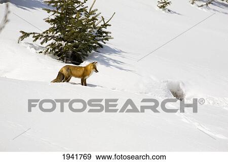 Fox On A Snow Covered Hill Next To A Den Opening; Waterton Alberta Canada View Large Photo Image Stock Photo - Fox On A Snow Covered Hill Next To A Den Opening; Waterton Alberta Canada. Fotosearch