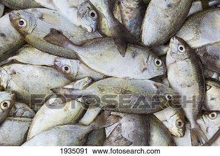 Stock Image - Fresh Fish At Fish Market; Bais, s Island, Philippines. Fotosearch