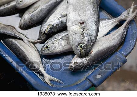 Fresh Fish At Market; Bais, s Island, Philippines View Large Photo Image Stock Photo - Fresh Fish At Market; Bais, s Island, Philippines. Fotosearch
