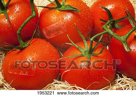 fresh tomatoes with an organic label; waterloo quebec canada View Large Photo Image Stock Image - fresh tomatoes with an organic label; waterloo quebec canada. Fotosearch