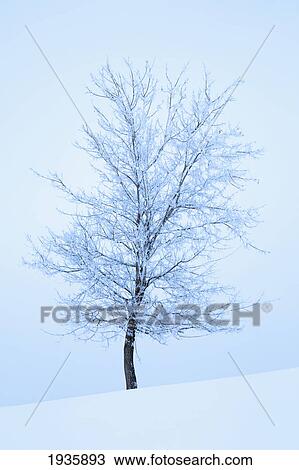 Stock Image - Frost And Snow Cover An Oak Tree; Calgary, Alberta, Canada. Fotosearch