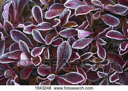 Frosted Red Leaves; Banff Alberta Canada View Large Photo Image Stock Photo - Frosted Red Leaves; Banff Alberta Canada. Fotosearch