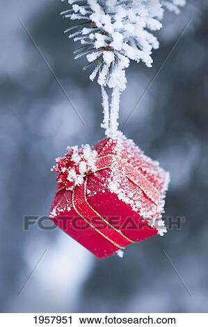 Stock Image - frosty gift hanging from a tree branch; st. albert alberta canada. Fotosearch