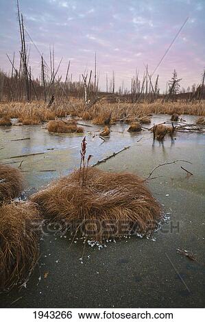 Frosty Grass In A Frozen Swamp At Sunset; Edmonton Alberta Canada View Large Photo Image Stock Photograph - Frosty Grass In A Frozen Swamp At Sunset; Edmonton Alberta Canada. Fotosearch