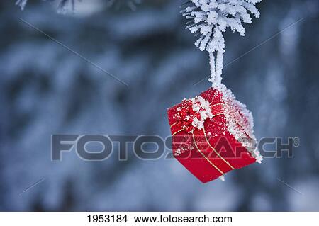 Picture - frosty small gift hanging from a tree; st. albert alberta canada. Fotosearch