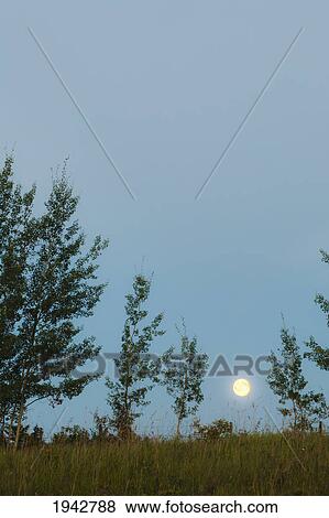 Stock Photo - Full Moon Through A Break In The Trees; Drayton Valley Alberta Canada. Fotosearch