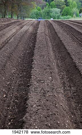Stock Photo - Furrows In The Soil; Perth Scotland. Fotosearch