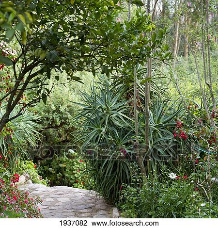 Stock Image - Garden Path In Spiritual Retreat Willka T'ika; Sacred Valley Peru. Fotosearch
