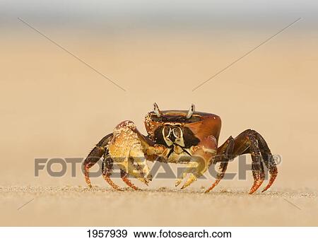 ghost crab on the beach at lamu island; lamu kenya View Large Photo Image Stock Photo - ghost crab on the beach at lamu island; lamu kenya. Fotosearch