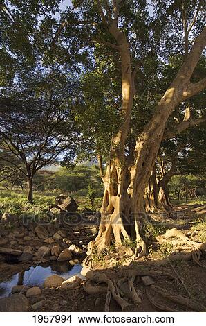 Picture - giant fig tree in the ewaso rongai valley; kenya. Fotosearch