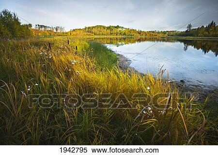Grass And Cattails Beside A Pond In Autumn; Edmonton Alberta Canada View Large Photo Image Stock Photography - Grass And Cattails Beside A Pond In Autumn; Edmonton Alberta Canada. Fotosearch