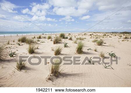 Stock Image - Grass Growing In The Dunes Near San Fernando; Andalucia Spain. Fotosearch