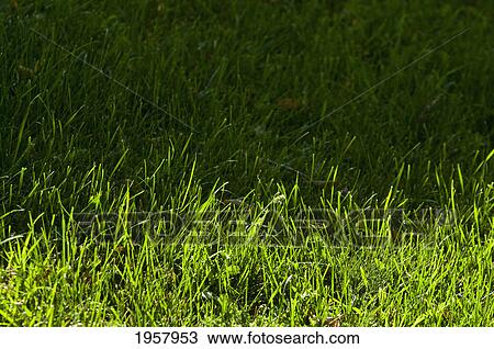 Stock Image - grass half in the sun and half in the shade; st. albert alberta canada. Fotosearch