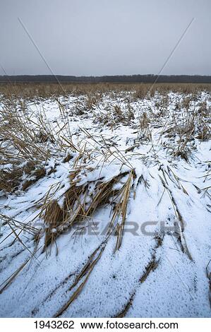Stock Image - Grass In A Large Swamp Weighted Down By Snow; Edmonton Alberta Canada. Fotosearch
