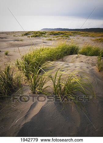 Grass On A Beach At Dusk In Griffiths-Priday State Park; Washington United States Of America View Large Photo Image Stock Photo - Grass On A Beach At Dusk In Griffiths-Priday State Park; Washington United States Of America. Fotosearch