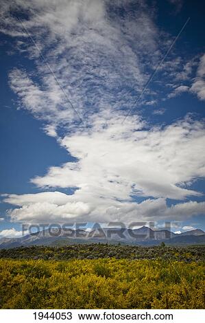 Stock Image - Grasses And Bush Along The Road To Milford Sound; South Island New Zealand. Fotosearch