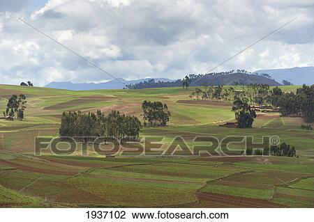 Green And Brown Fields In A Valley; Sacred Valley Peru View Large Photo Image Stock Image - Green And Brown Fields In A Valley; Sacred Valley Peru. Fotosearch