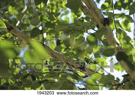 Stock Image - Green Leaves On A Tree; Portland Oregon United States Of America. Fotosearch