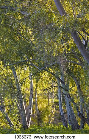Gum Trees And Sun Dappled Foliage; Torremolinos, Malaga, Andalusia, Spain View Large Photo Image Stock Image - Gum Trees And Sun Dappled Foliage; Torremolinos, Malaga, Andalusia, Spain. Fotosearch
