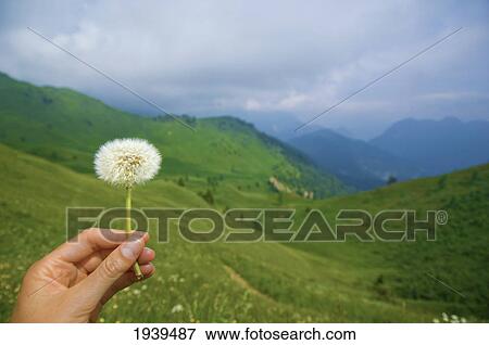 Stock Photo - Hand Holding A Dandelion Wish; Friuli-Venezia Giulia Italy. Fotosearch