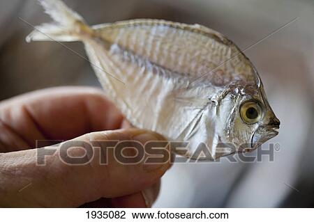 Hand Holding A Small Dried Fish At Market; Bais, s Island, Philippines View Large Photo Image Stock Image - Hand Holding A Small Dried Fish At Market; Bais, s Island, Philippines. Fotosearch