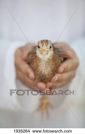 Picture - Hands Holding A Baby Chick; Island Of Bohol, Philippines. Fotosearch